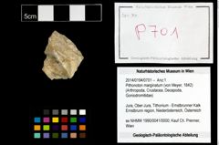 Foto (Objekt + Etikett) von Pithonoton marginatum (von Meyer, 1842)  (NHMW-GEO-2014-0194-0701)